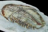 Lower Cambrian Trilobite (Longianda) - Issafen, Morocco #164508-4